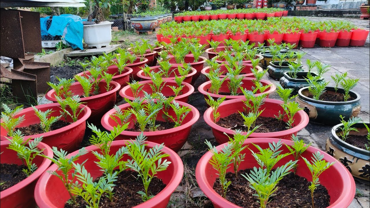 [Hoa tết 2026] Cây vạn thọ bị vàng thì cần phải làm gì ? 