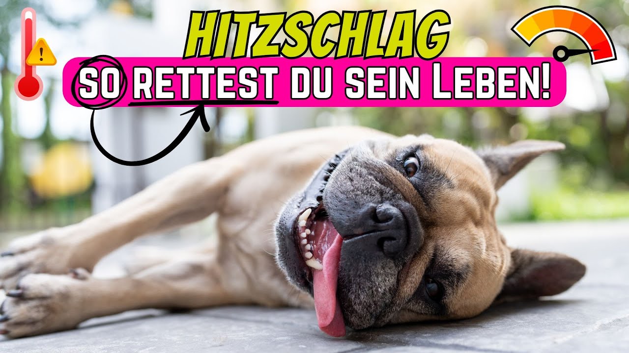 Erste Hilfe bei Hitzschlag: So rettest du deinem Hund das Leben 🔥