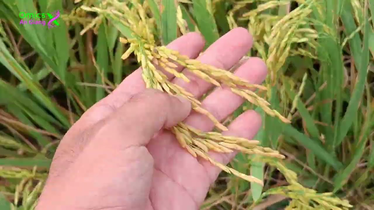 Thăm ruộng thực tế lúa OM18 vụ thu đông tại Châu Phú - An Giang (VỤ THU ĐÔNG 2025)🌾
