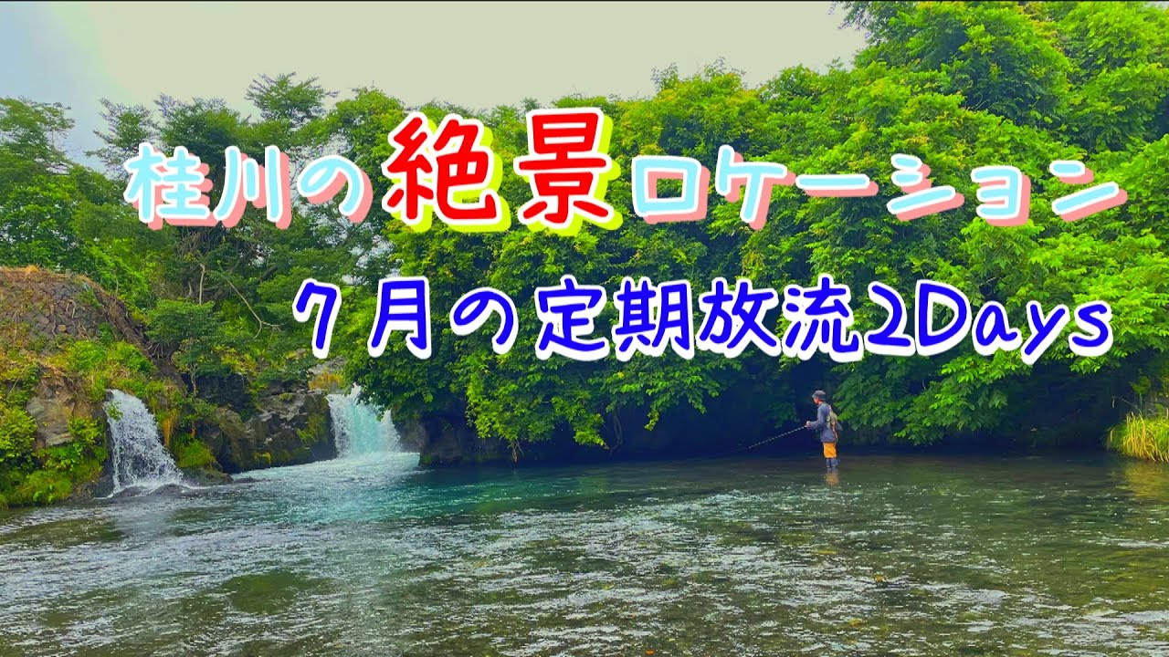 7月の桂川も放流量約10000匹!!尺サイズからキロマス達が大量投下されていた!!!!
