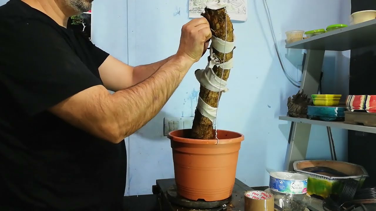 PLANTAMOS ESTACA GRANADO