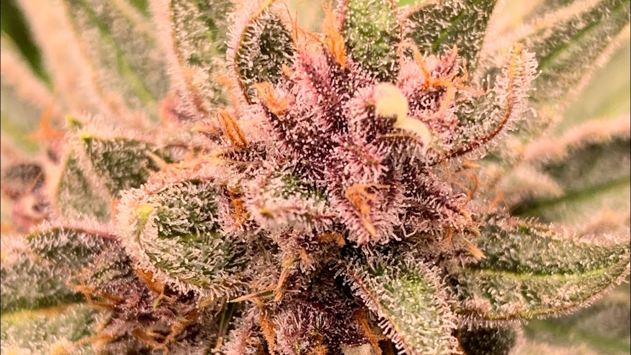 AUTOFLOWERS 3X3 GROW SERIES AT WEEK 7 IN FLOWER
