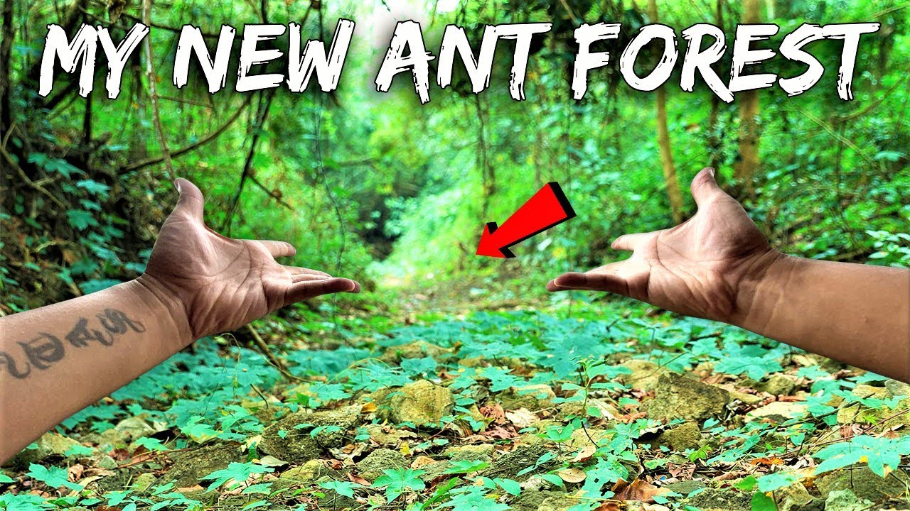 I Bought a Forest to Protect The Ants Living Within It