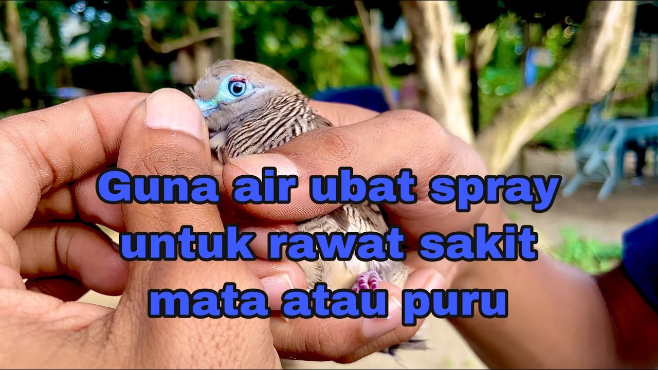 Sedikit cara untuk rawat burung sakit mata