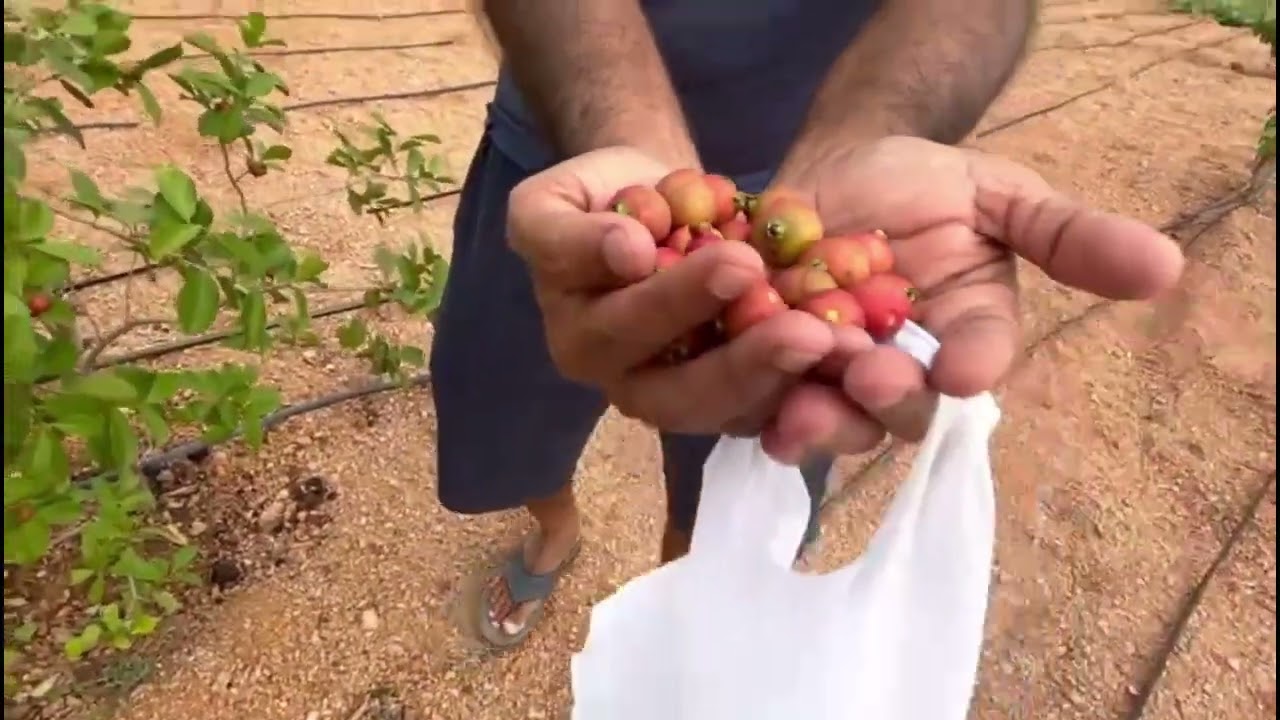 Uma's Farms   Monsoon season starts