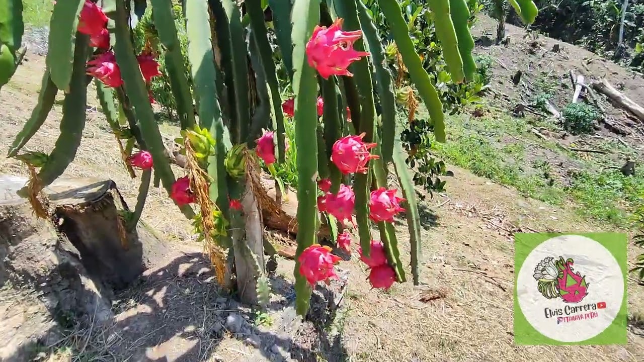 Producción de PITAHAYA Roja en la Selva central del Perú 🇵🇪#pitahaya #pitayas #dragonfruit