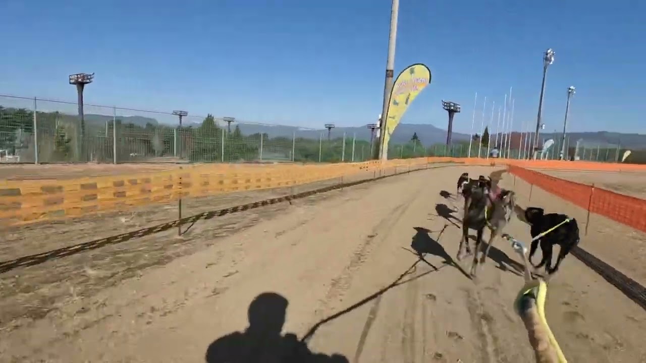 K9 The Race 2023 Cart 6dog 1200m