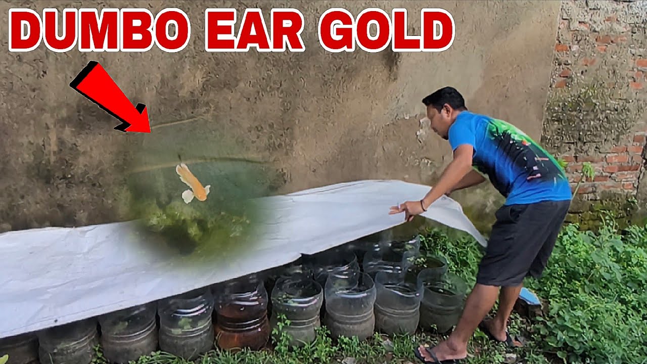 Kontrakan ikan cupang !! Stok kualitas 