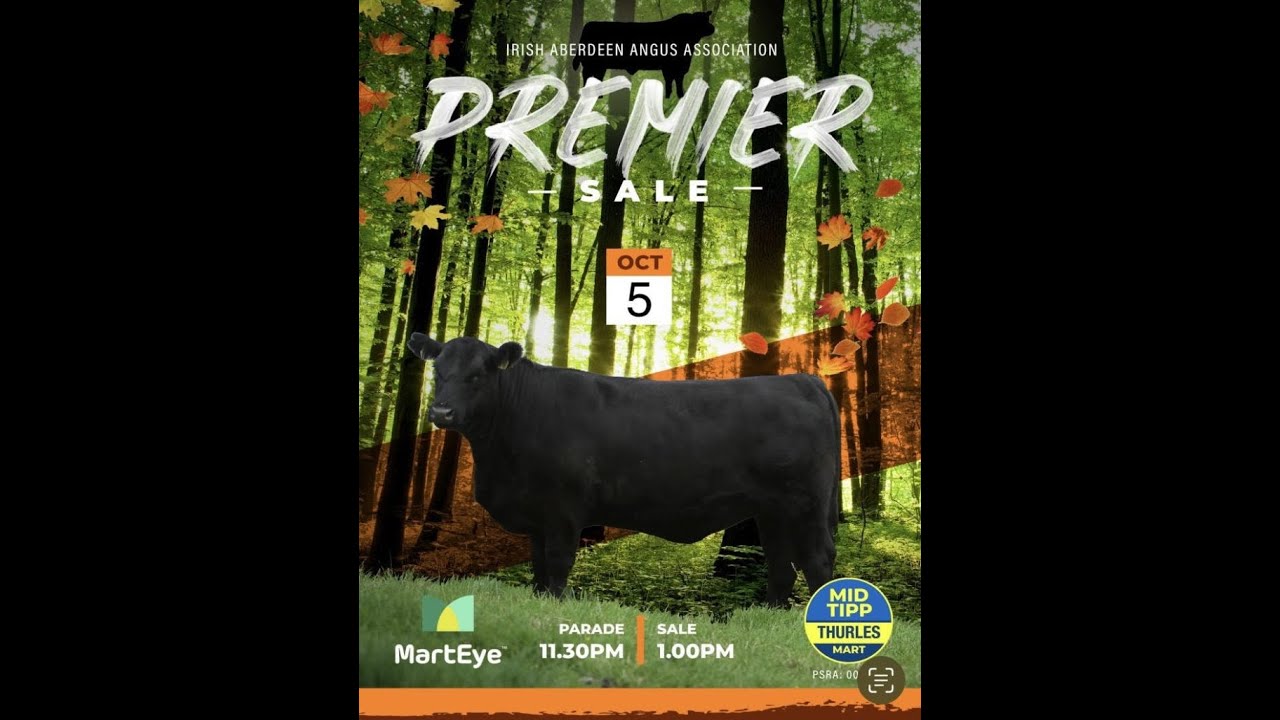Irish Aberdeen Angus Extravaganza