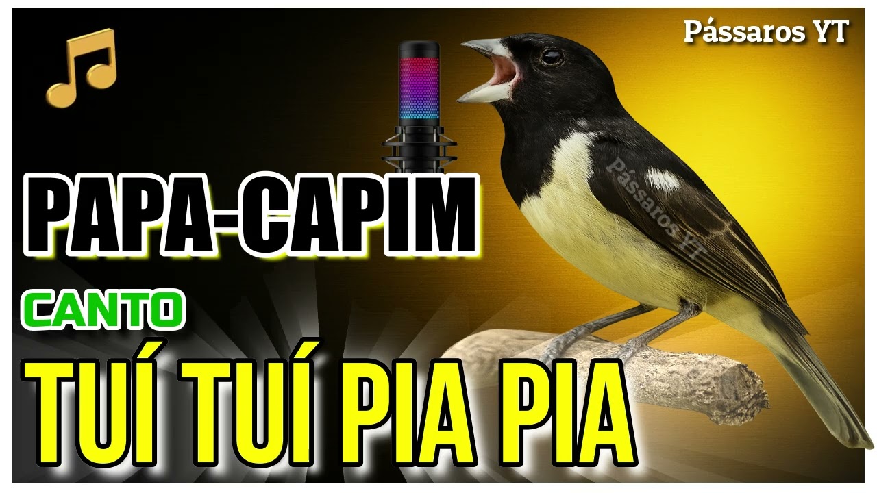 🌿 Canto Puro do Papa Capim Tuí Tuí Pia Pia Clássico🎶 🐦 Encarte Perfeito