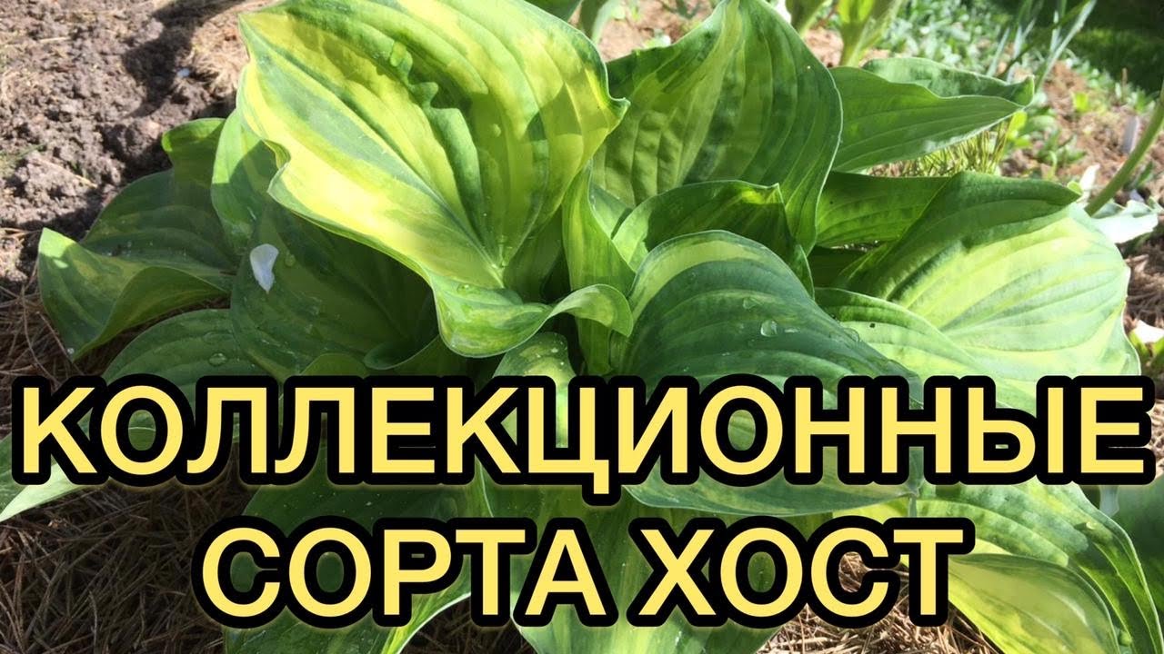 Коллекционные сорта хост. Обзор