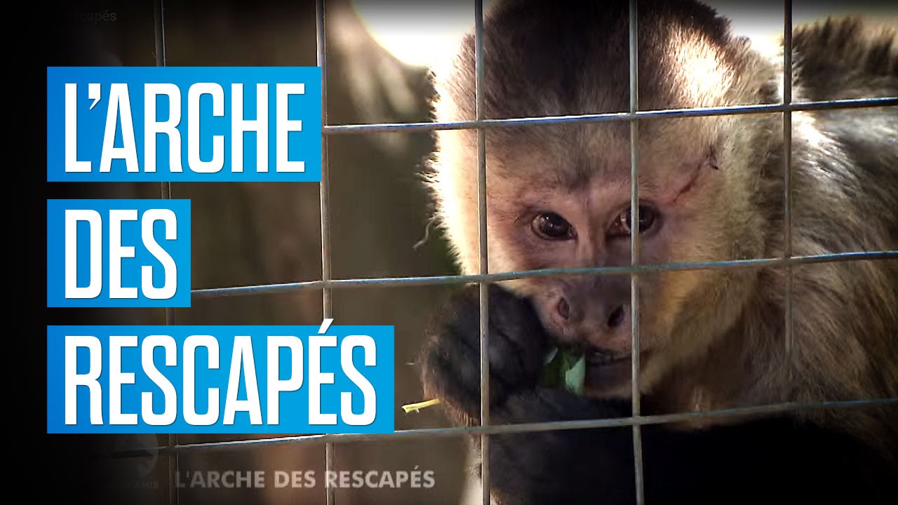 L’arche des rescapés