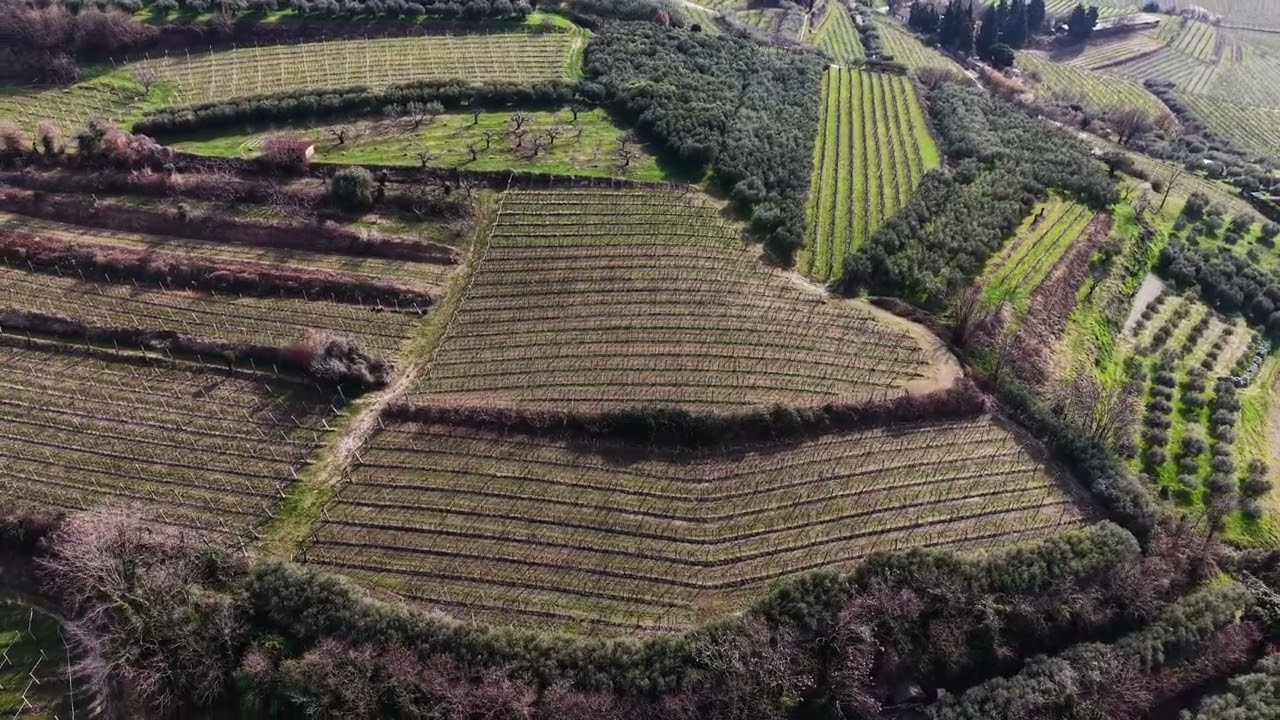 Vigneti e Oliveto in Vendita nella Valle di Mezzane