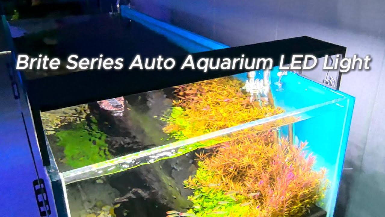 How to Get Perfect Plant Growth & Color in Your Aquarium | FZONE Brite Light