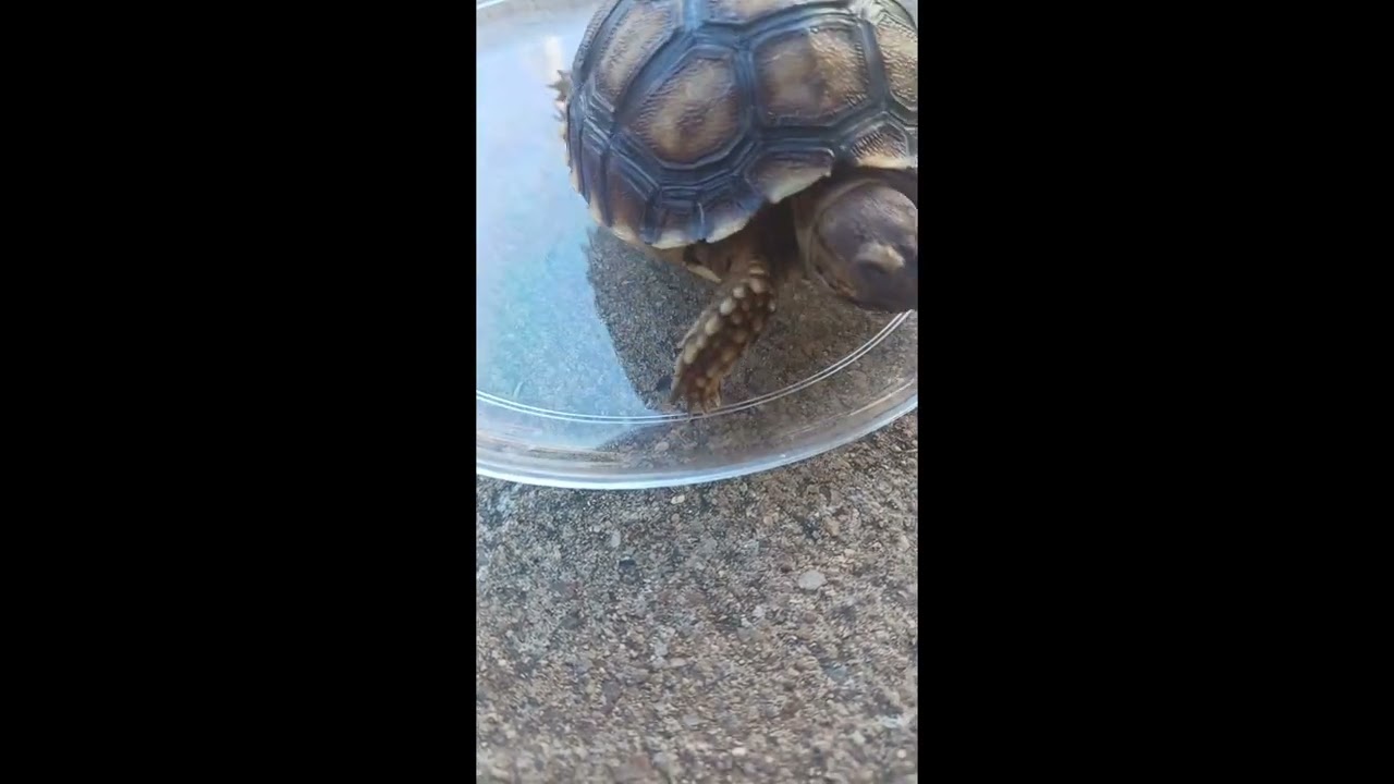 New segment:Munchin with sweetpea 