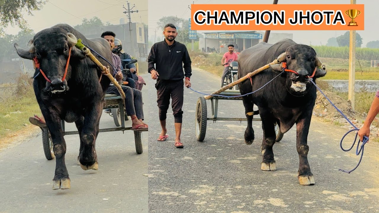 लाला मंसूरपुर वाला चैंपियन झोटा💯इस बार इरादा कुछ बड़ा करना का है 500meter का 800meter भागा झोटा !