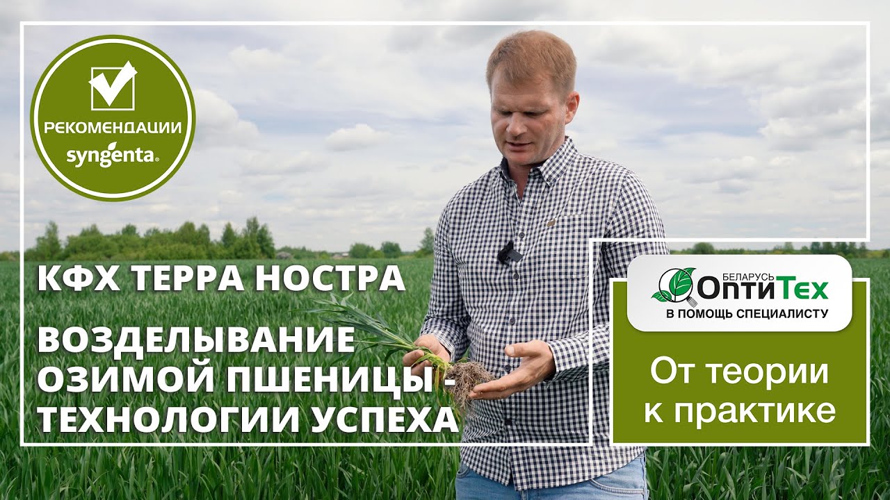 Технология возделывания озимой пшеницы в КФХ Терра Носта. Нормы сева озимой пшеницы, защита Сингента