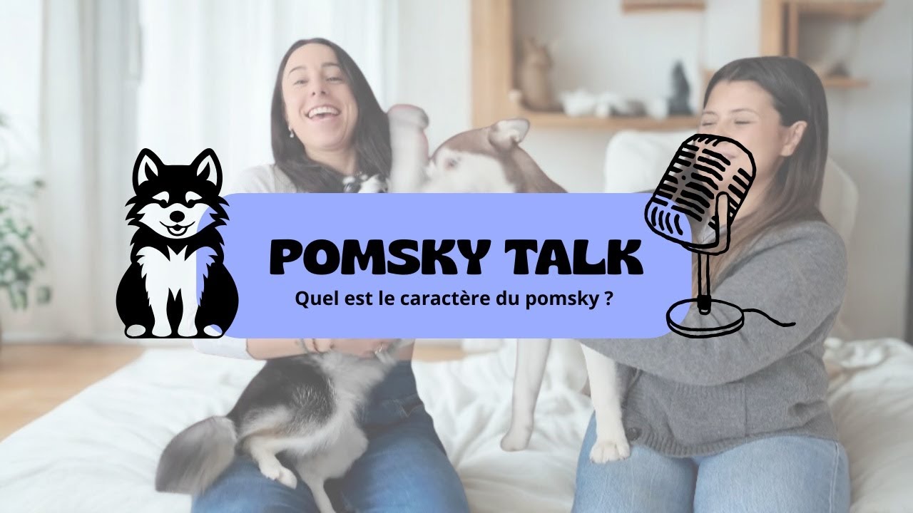 Pomsky Talk - Quel est le caractère du pomsky ?