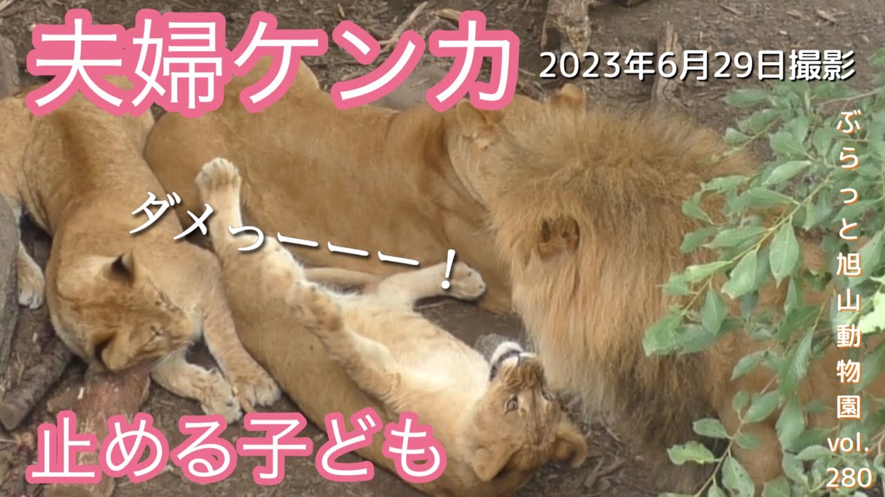 【今日のライオン】子ども達が止める夫婦ケンカ。夫婦揃ってご機嫌斜め？ライオンオリトファミリーvol280@旭山動物園/Lion couple fight stopped by child