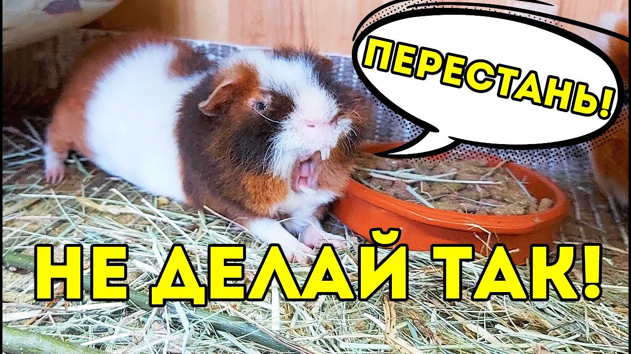 НЕ ДЕЛАЙ ТАК! НЕПРАВИЛЬНОЕ ОХЛАЖДЕНИЕ. НОВЫЙ ЛАЙФХАК в Жару Морским Свинкам. SvinkiShow