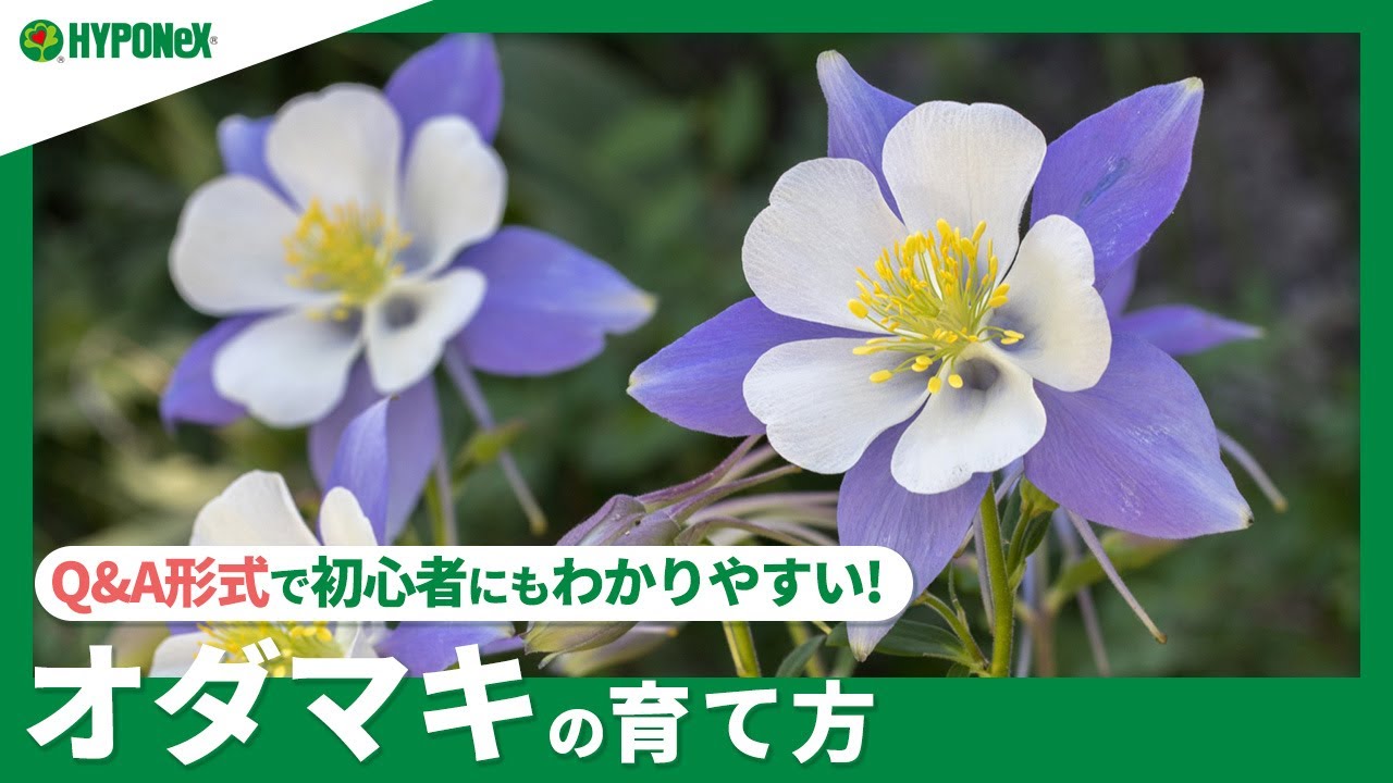 ☘199：【Q&A】オダマキの育て方｜越冬の方法は？水やりや肥料などの管理方法もご紹介