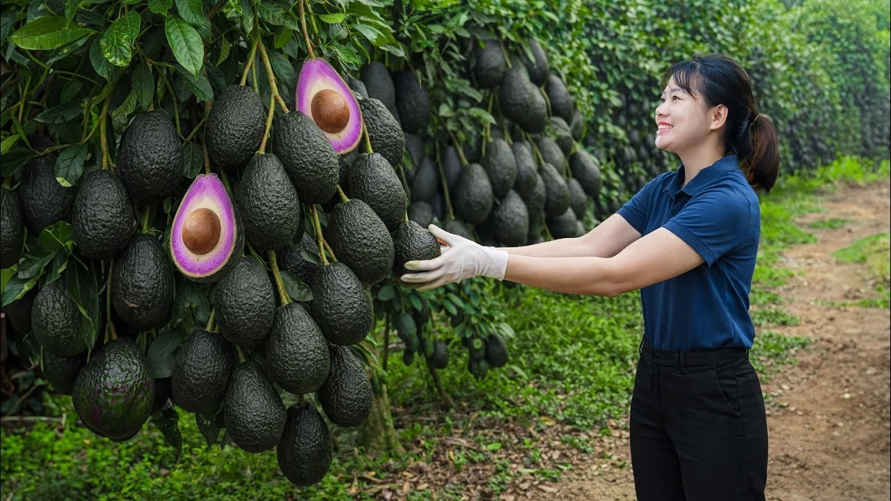 CHOCANTE! Colheita do Abacate Roxo GIGANTE nas Montanhas Tropicais | Vendido em Minutos no Mercado