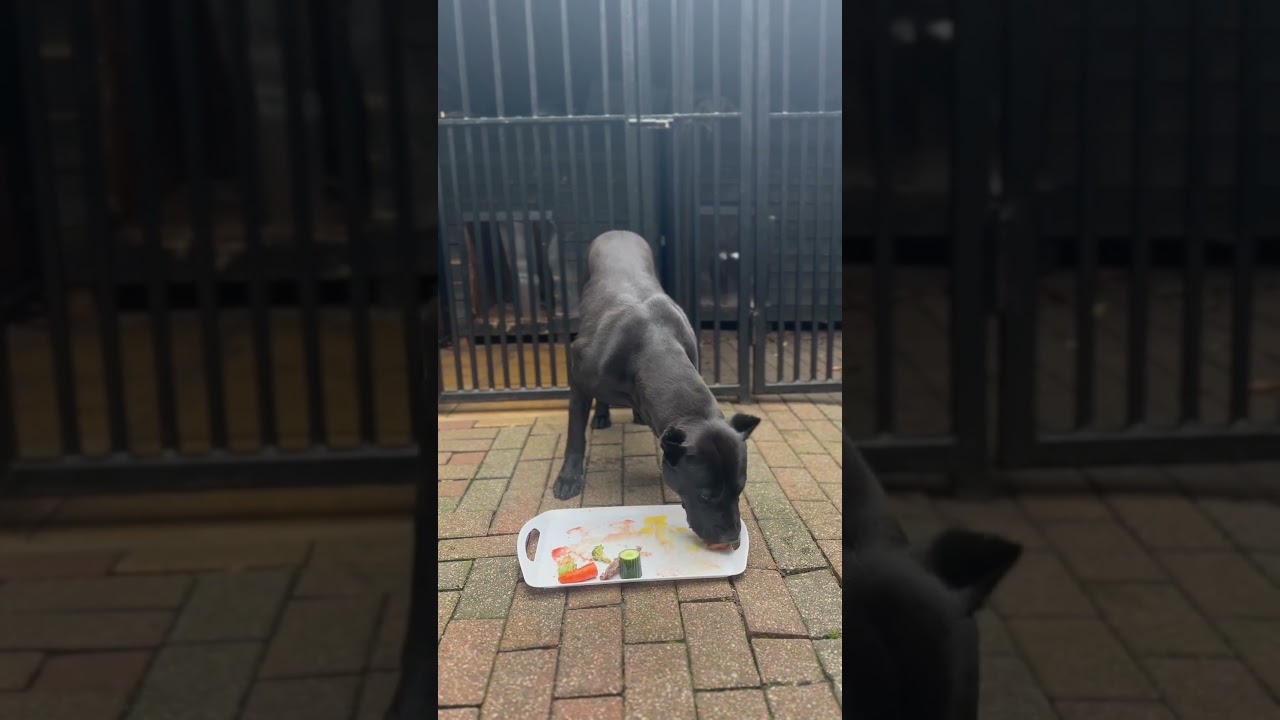 Panther eats over 100g protein for breakfast