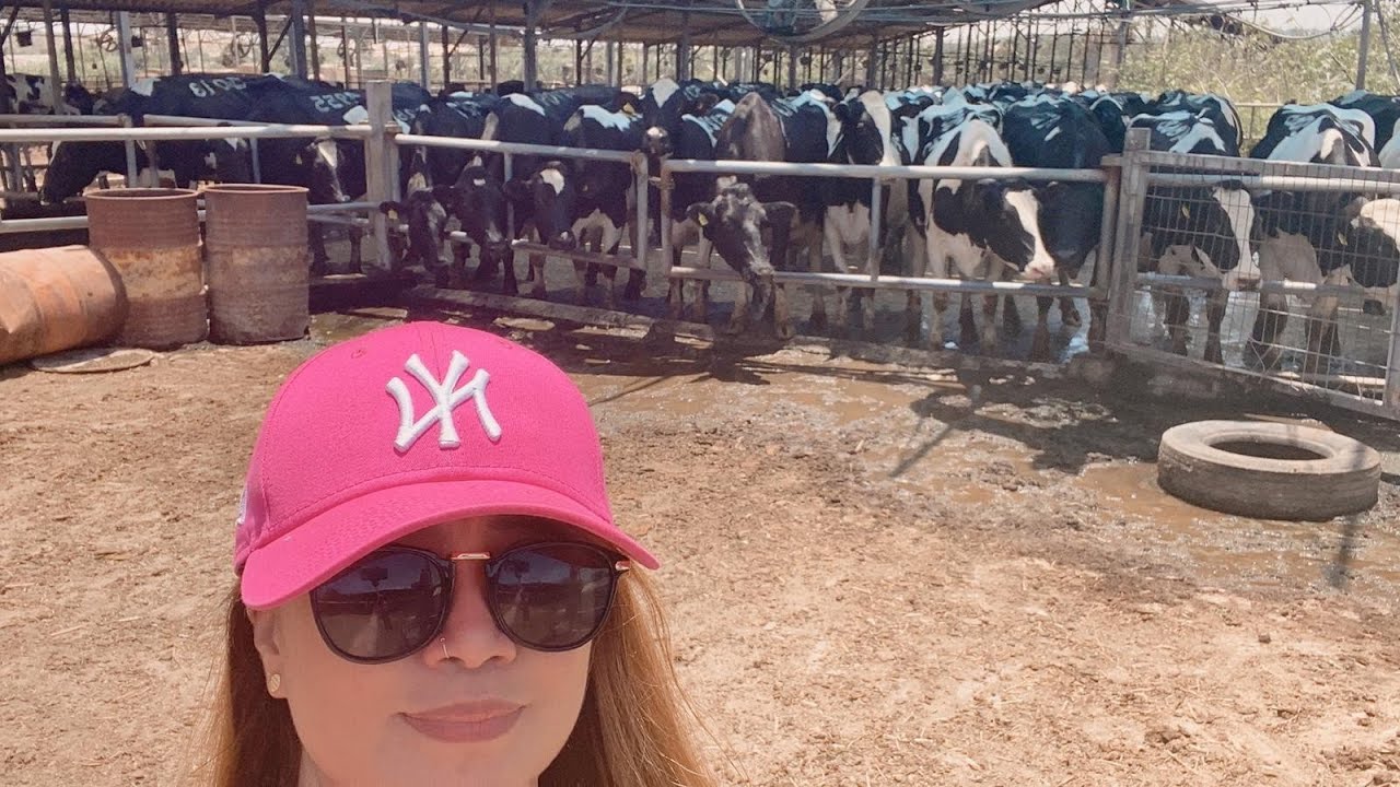 Milking Cows in Kibbutz Zikim || Cattle farm tour