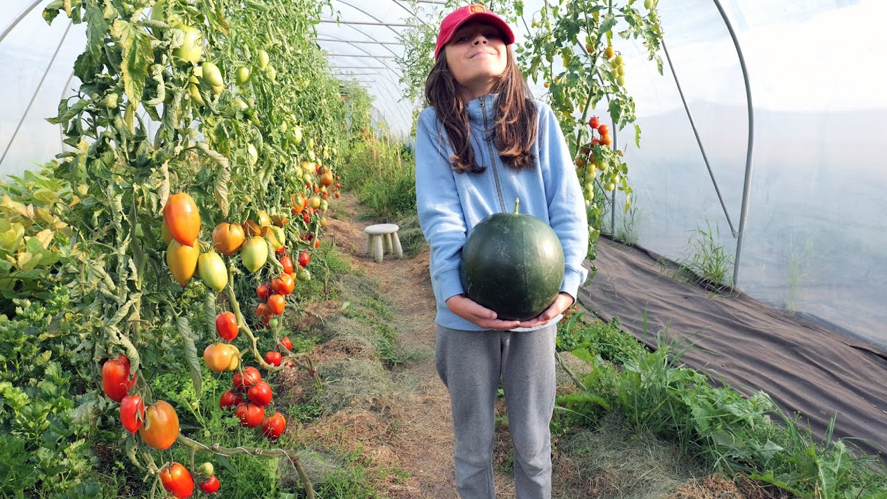 Agosto: cosechamos tomates, sandía, arándanos, semillas de acelgas, y apilamos la leña