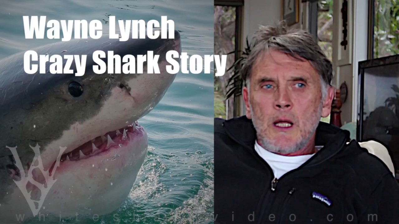 Craziest Shark Story I've Heard - with Wayne Lynch