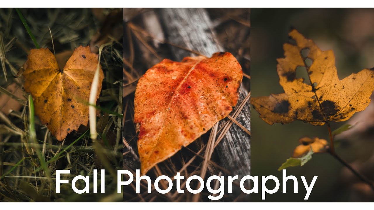 Create Stunning Fall Photos Right in Your Own Yard! | Nature Photography with Canon R7