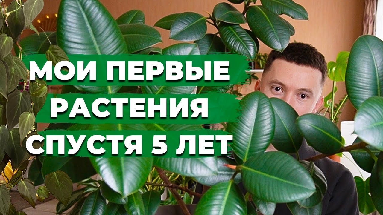 Что стало и как выросли » С чего все началось » Мои самые первые комнатные растения