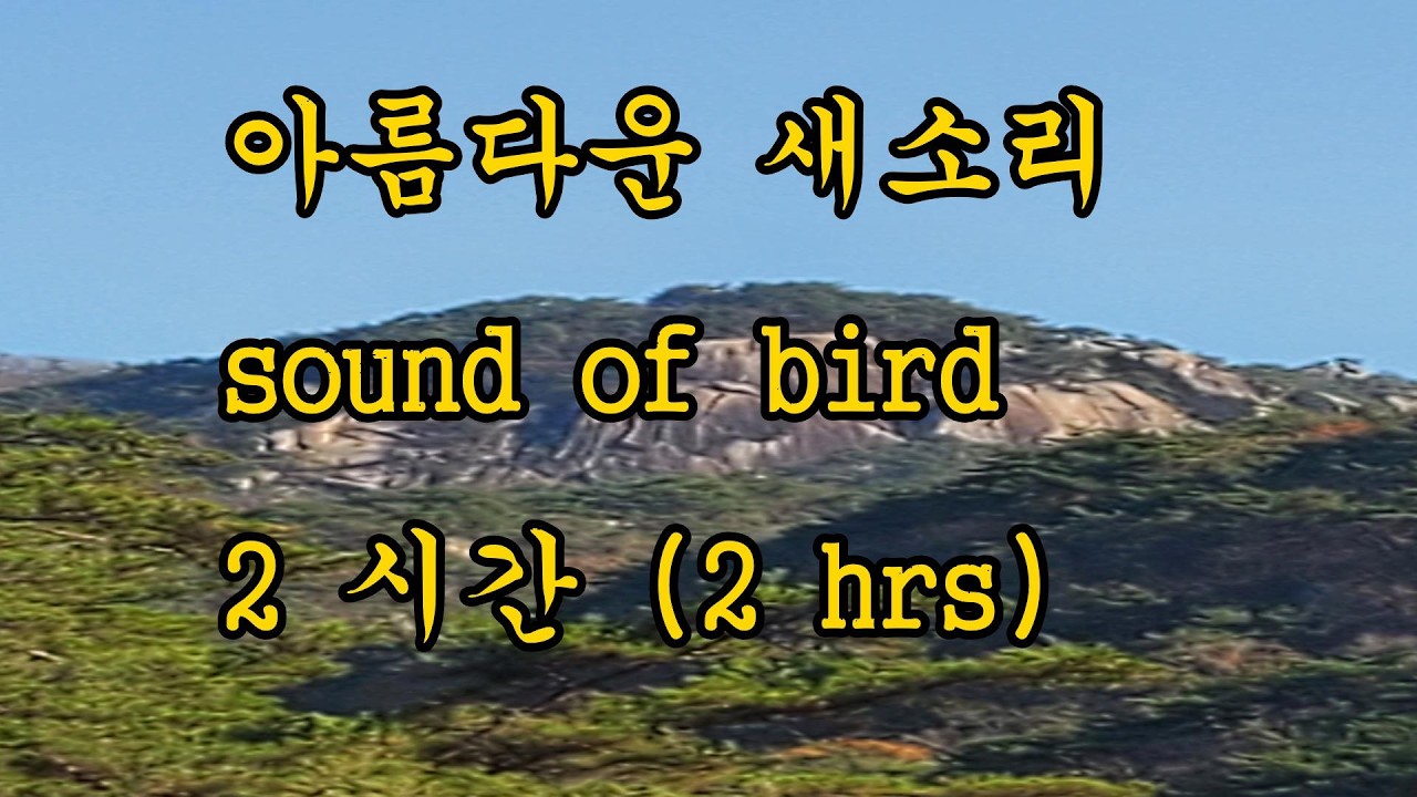 명상을 위한 자연의 소리 bird's singing