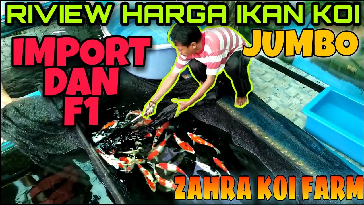 REVIEW HARGA IKAN KOI IMPORT & F1 JUMBO