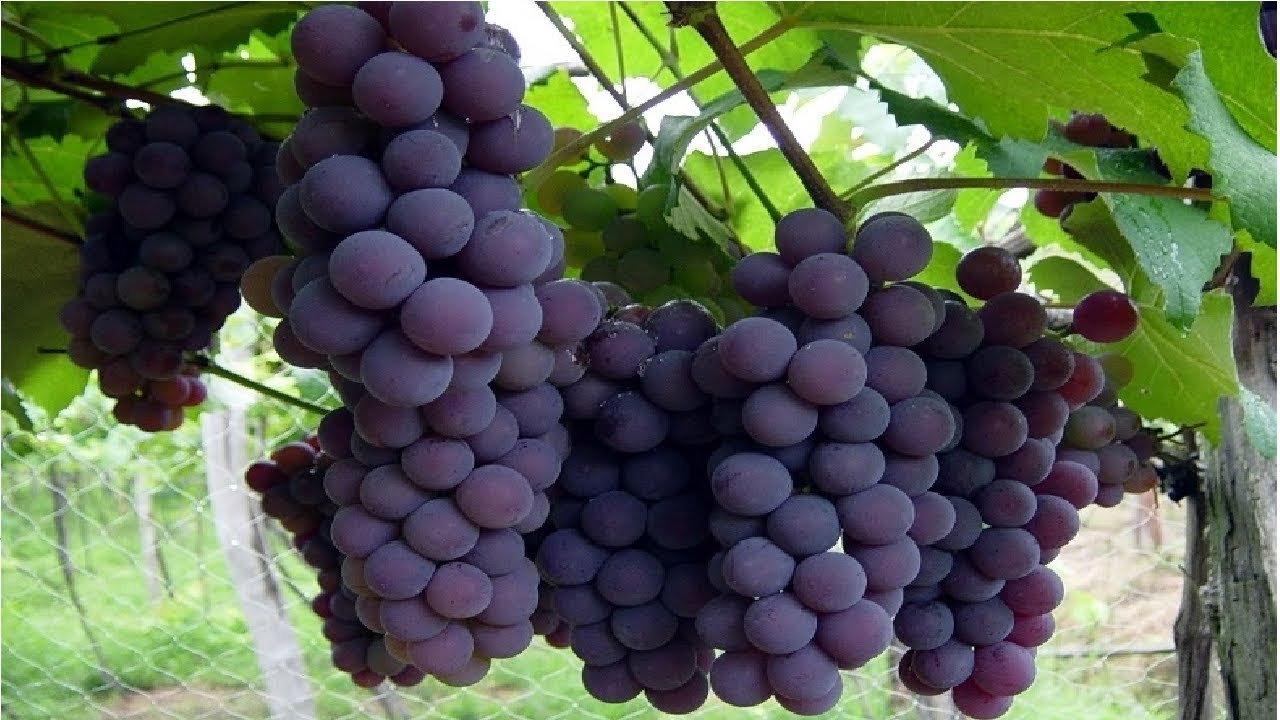 Colha Uvas em Vasos em 3 meses com apenas 1 galho !