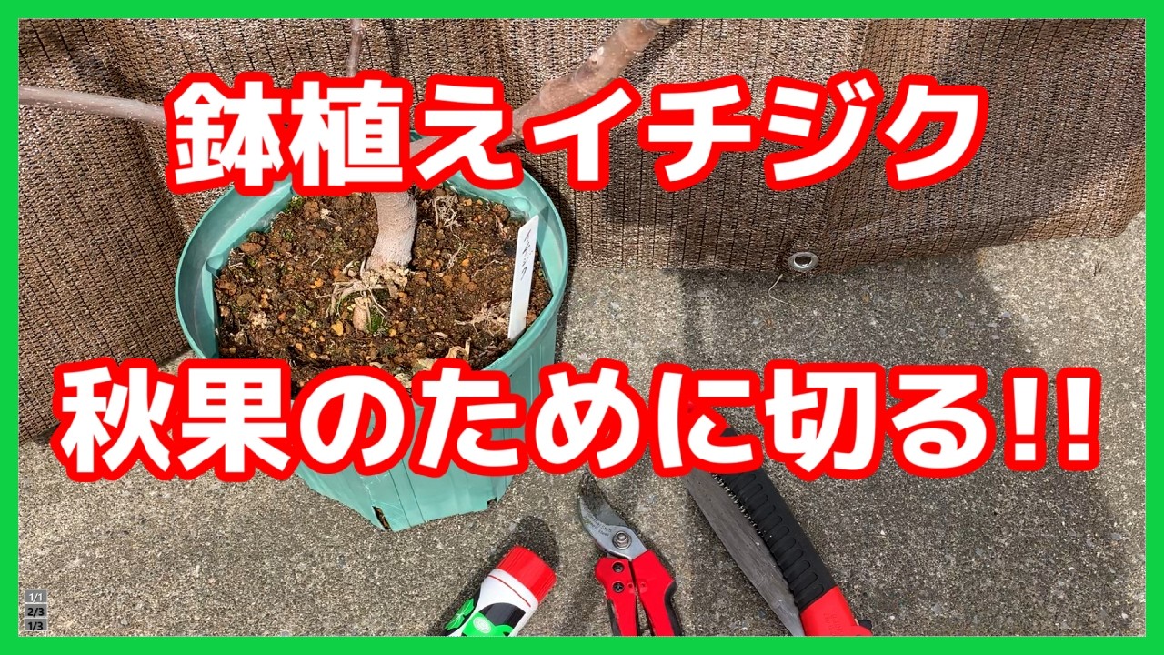 【イチジク】2月下旬、鉢植えイチジクの冬剪定をしました。秋果用の剪定になります。