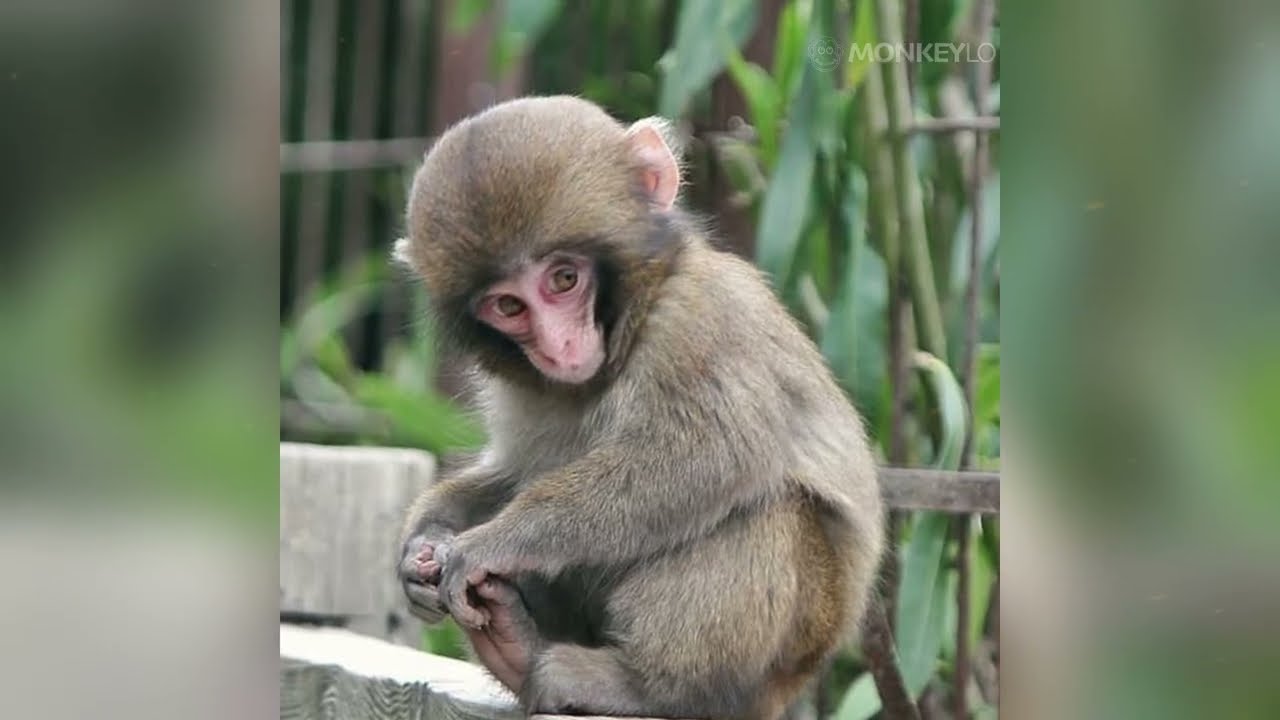 Baby Monkey's First Year Growing Up Wild 😳