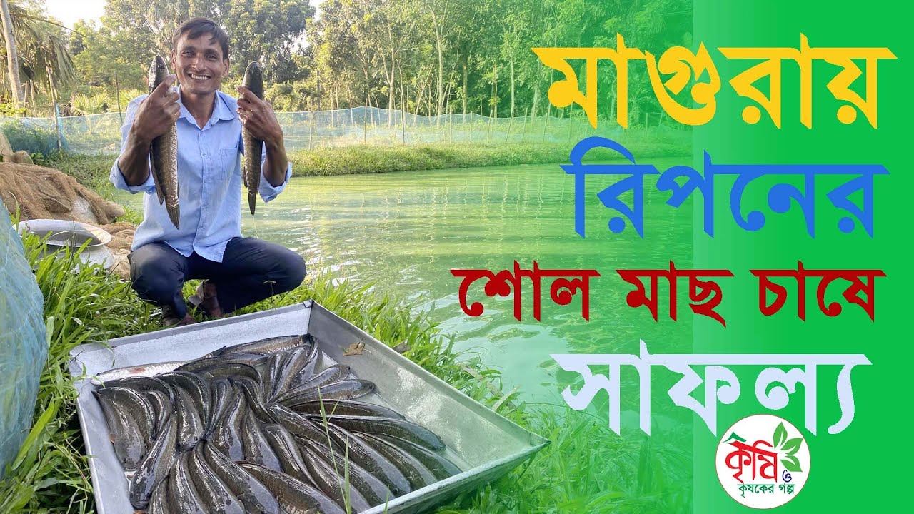 মাগুরায় রিপনের শোল মাছ চাষে অভাবনীয় সাফল্য || Snakehead murrel