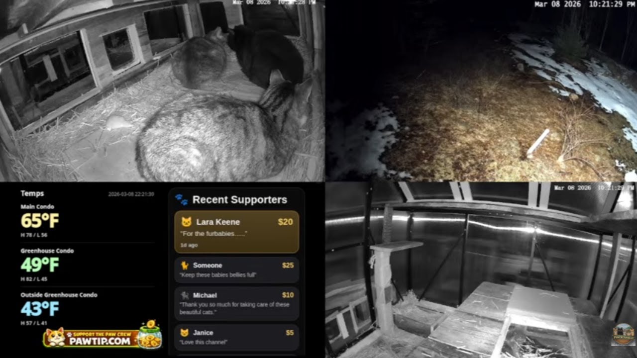 LIVE: Sunday Morning Paw Crew 🐾 Multi-Cam Feral Cat Shelter | Real-Time Temps