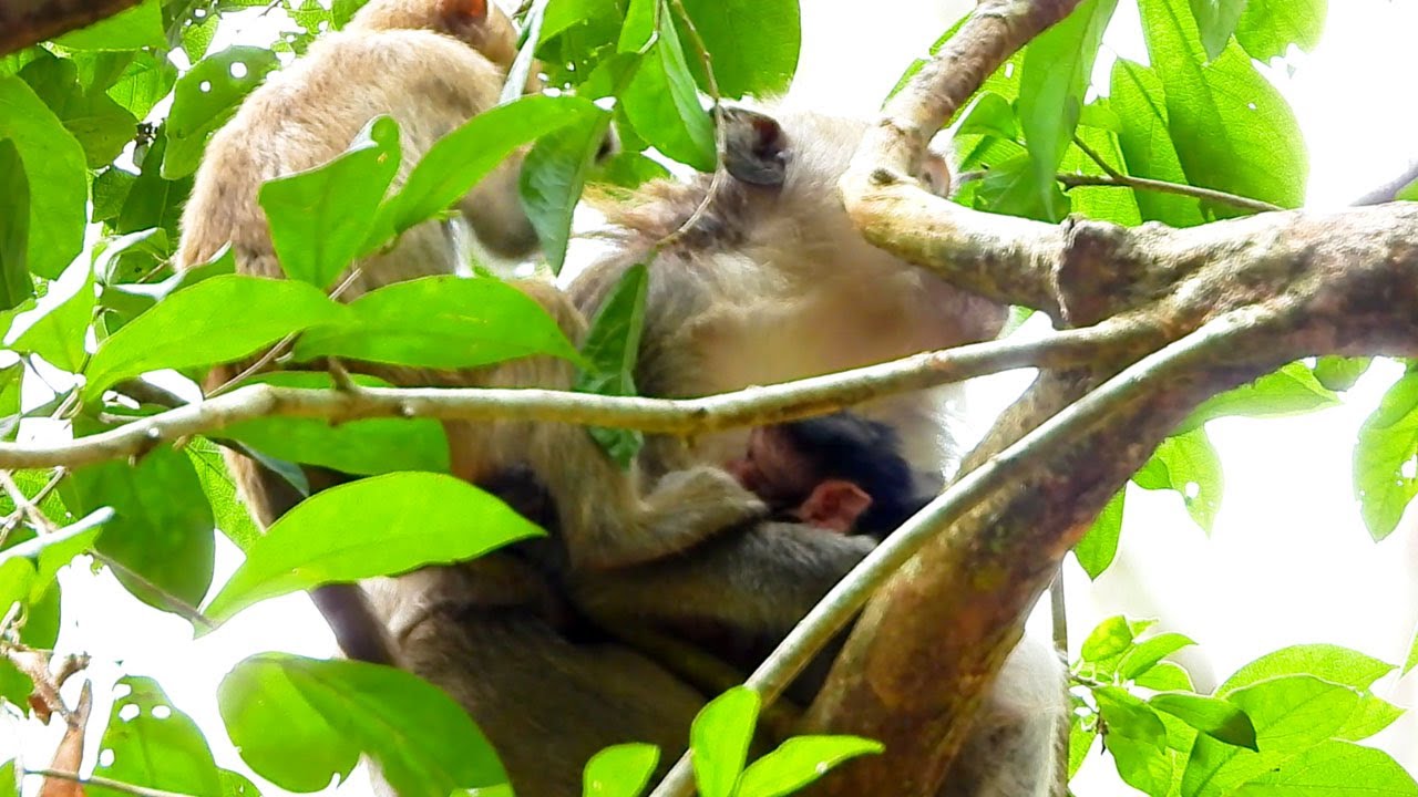 Monkey Blackie keeps newborn baby nicely no let BB see the world
