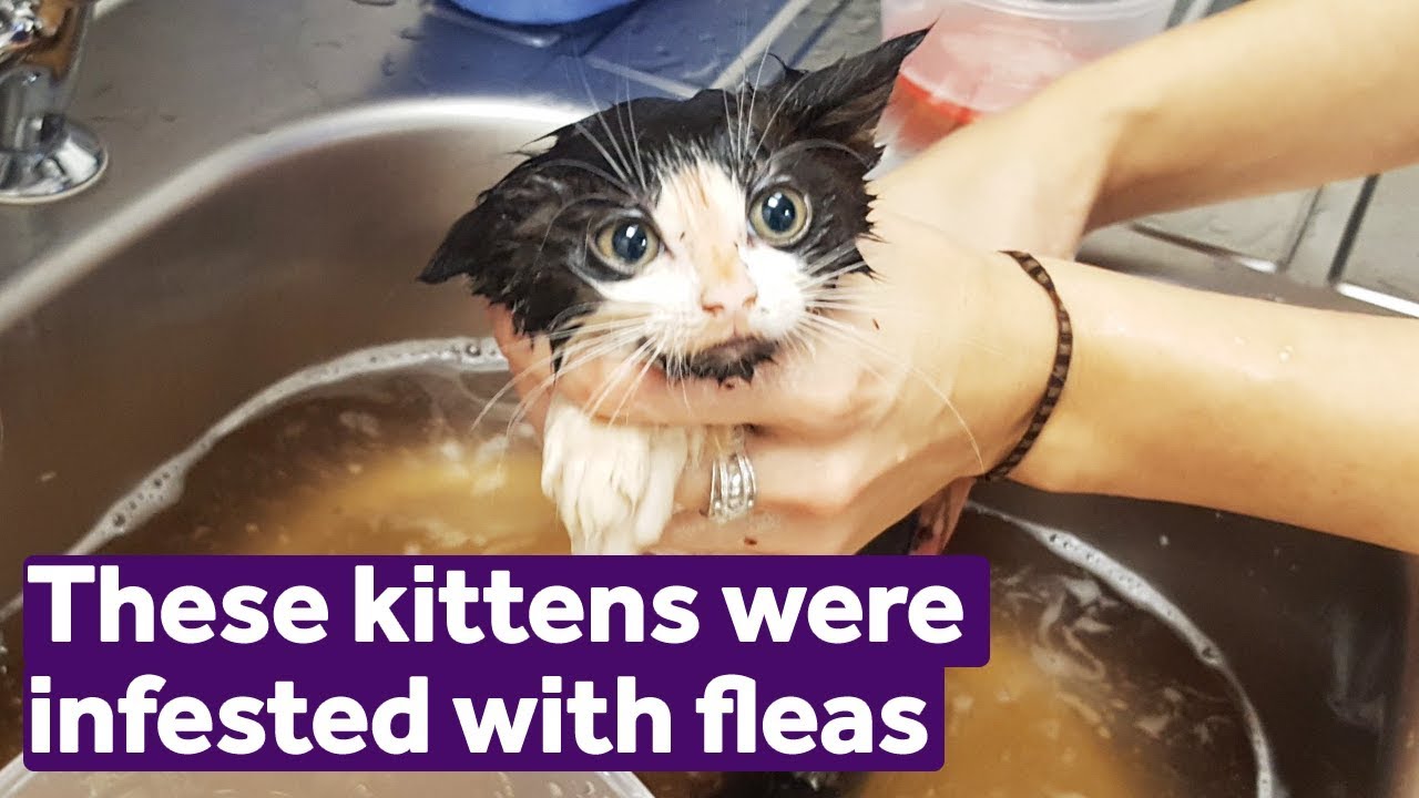These kittens had the worst flea infestation we'd ever seen | Mayhew