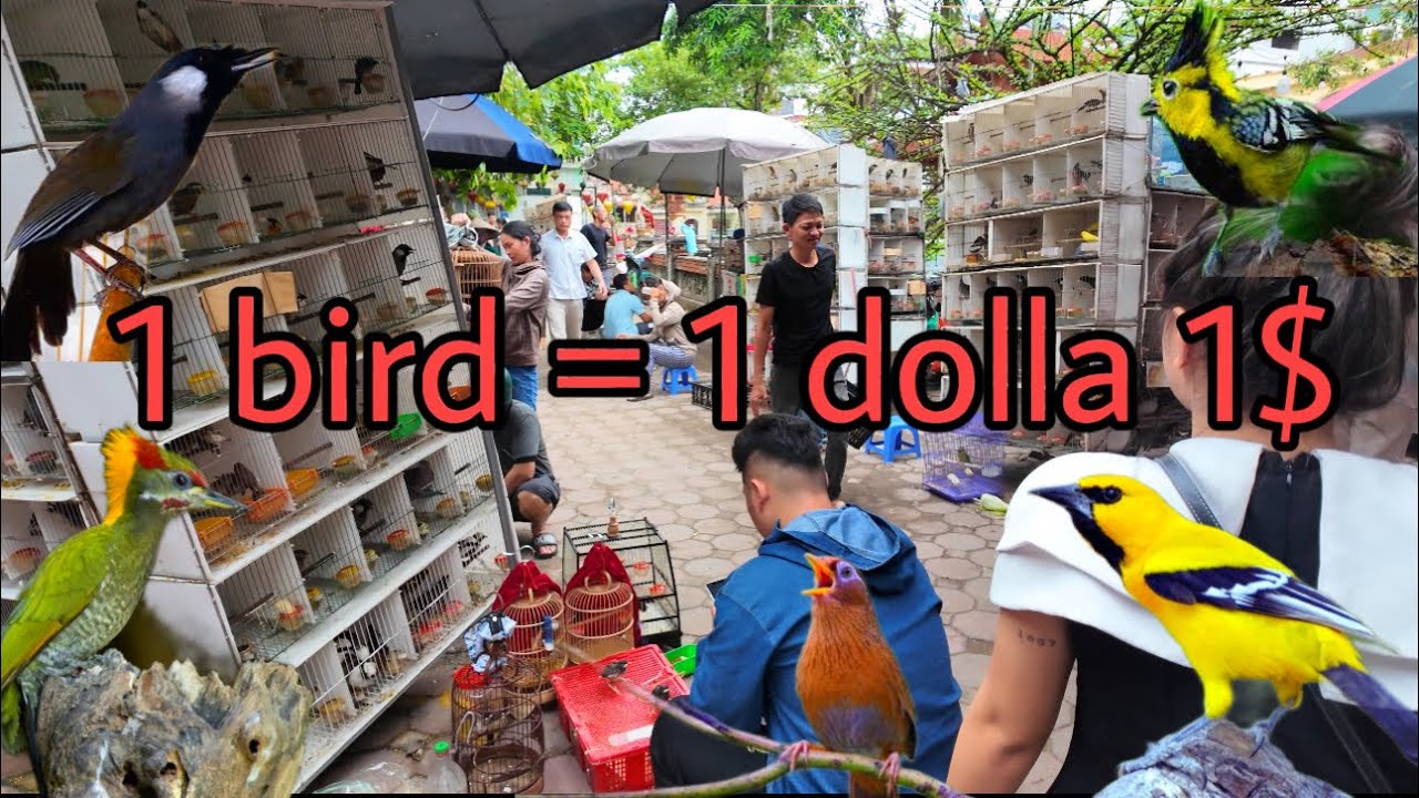Surprised by the famous bird market in Vietnam / many beautiful and rare birds from only $1