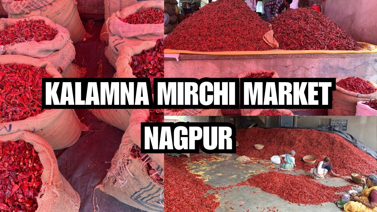 Kalamna ka Mirchi Market Nagpur | Wholesale Chili Market Nagpur| Teja Mirchi/Bhiwapuri Mirchi Market