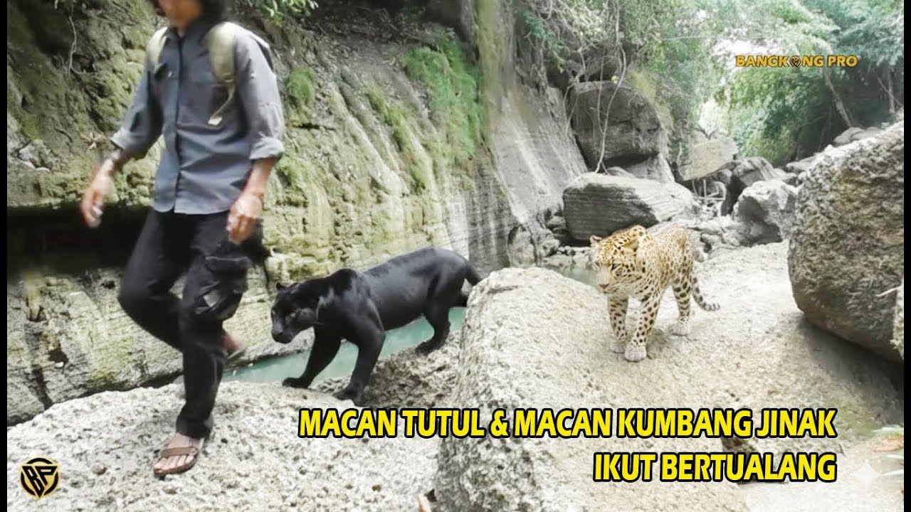 Petualangan Liar Bersama Macan Tutul & Macan Kumbang Jinak Menelusuri Sungai Jernih & Indah