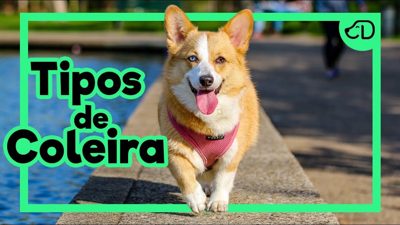6 Tipos de COLEIRA! #Dogueiros #Coleira