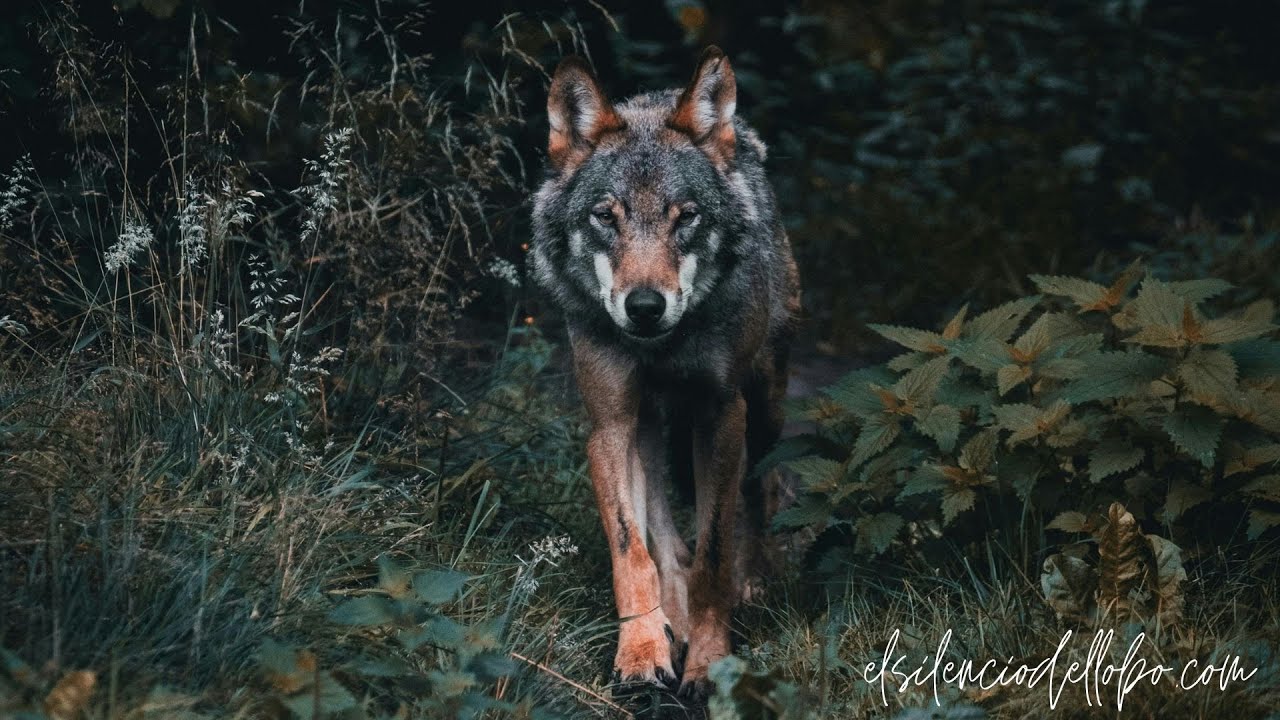 EL SILENCIO DEL LOBO #6. El cuello de botella de la población de lobo ibérico y su impacto.