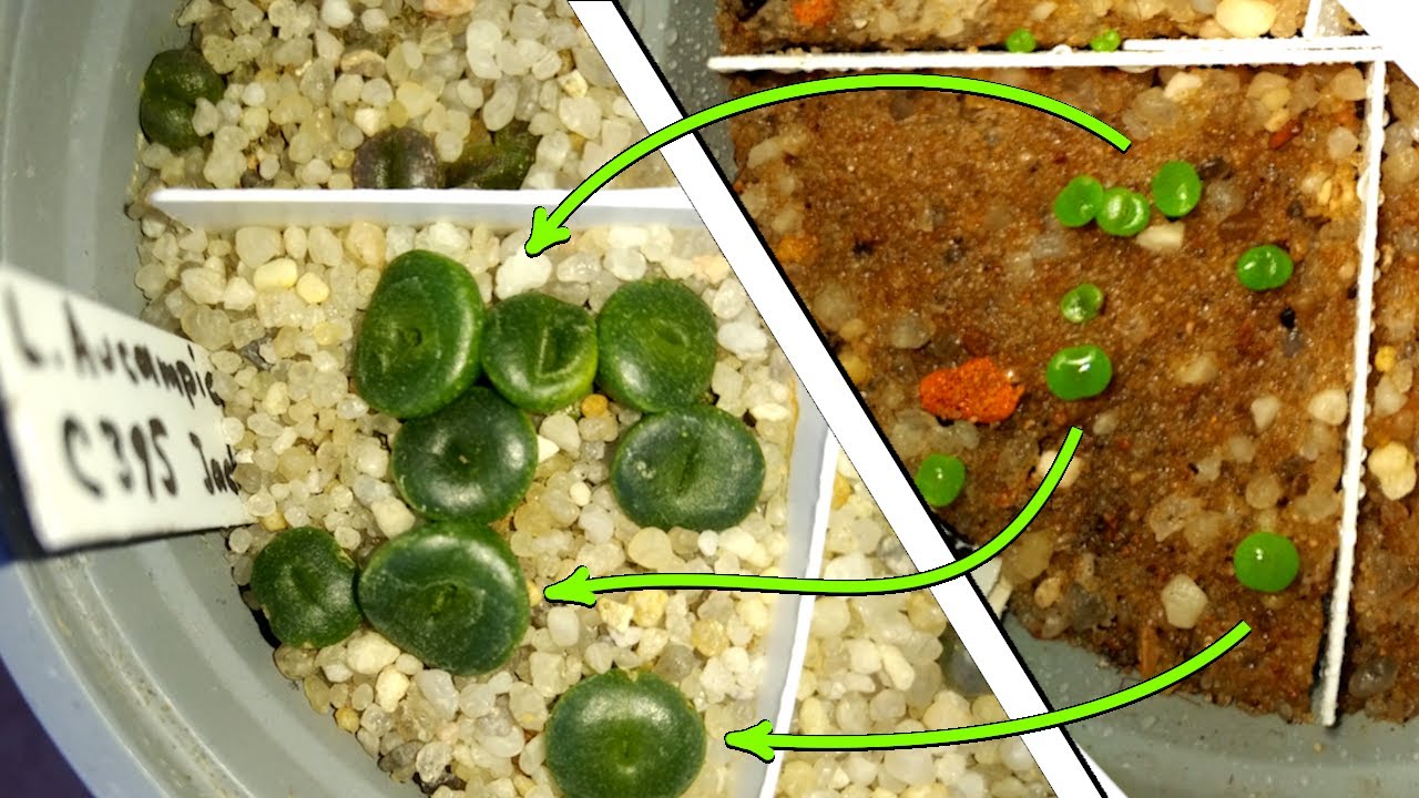 Литопсы: от посадки до первой линьки / Lithops: from seedlings to first leaves changing