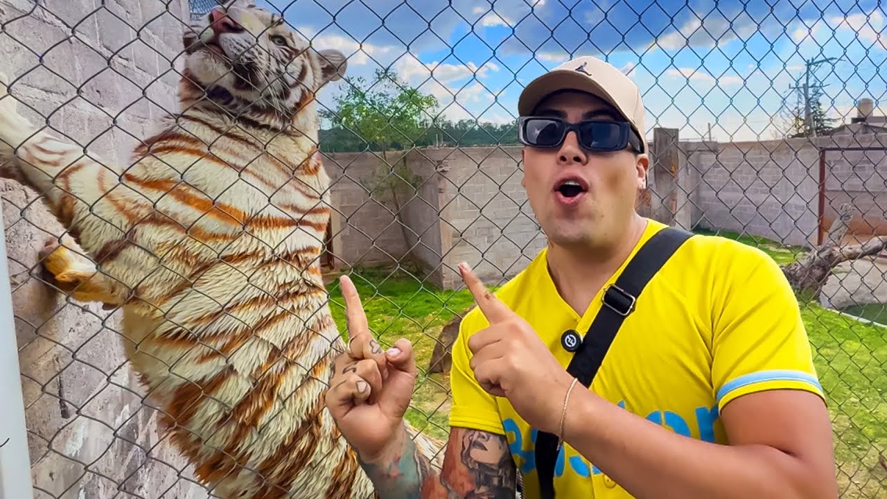 AQUÍ está al TIGRE MÁS GRANDE de MÉXICO 🇲🇽 