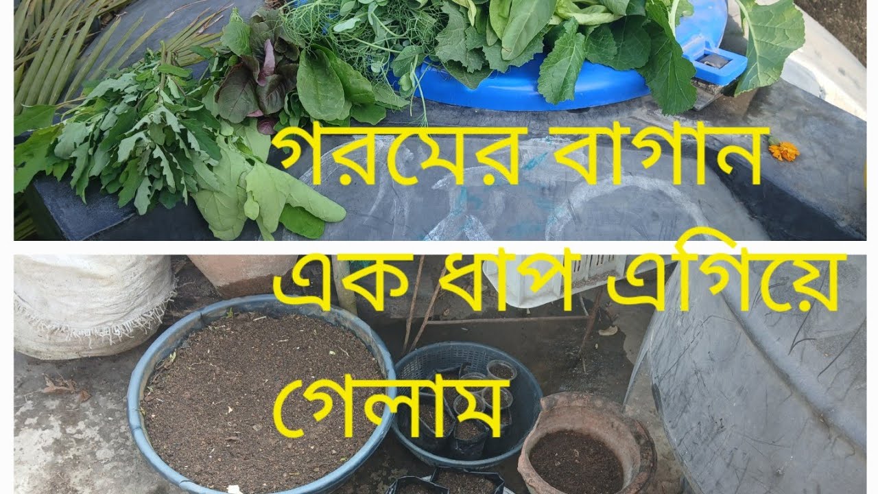 গরমের বাগানের গুরুত্বপূর্ণ কাজ করলাম/গরমের চারা তৈরি করার জন্য বীজ বপন/সবজি শাক হারভেসট 