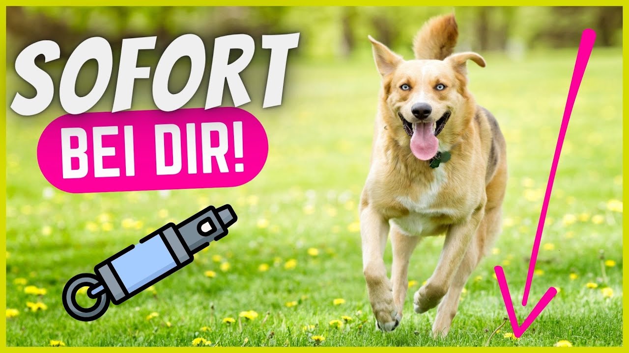 R&uuml;ckruf mit Hundepfeife - So kommt dein Hund IMMER! 🐶